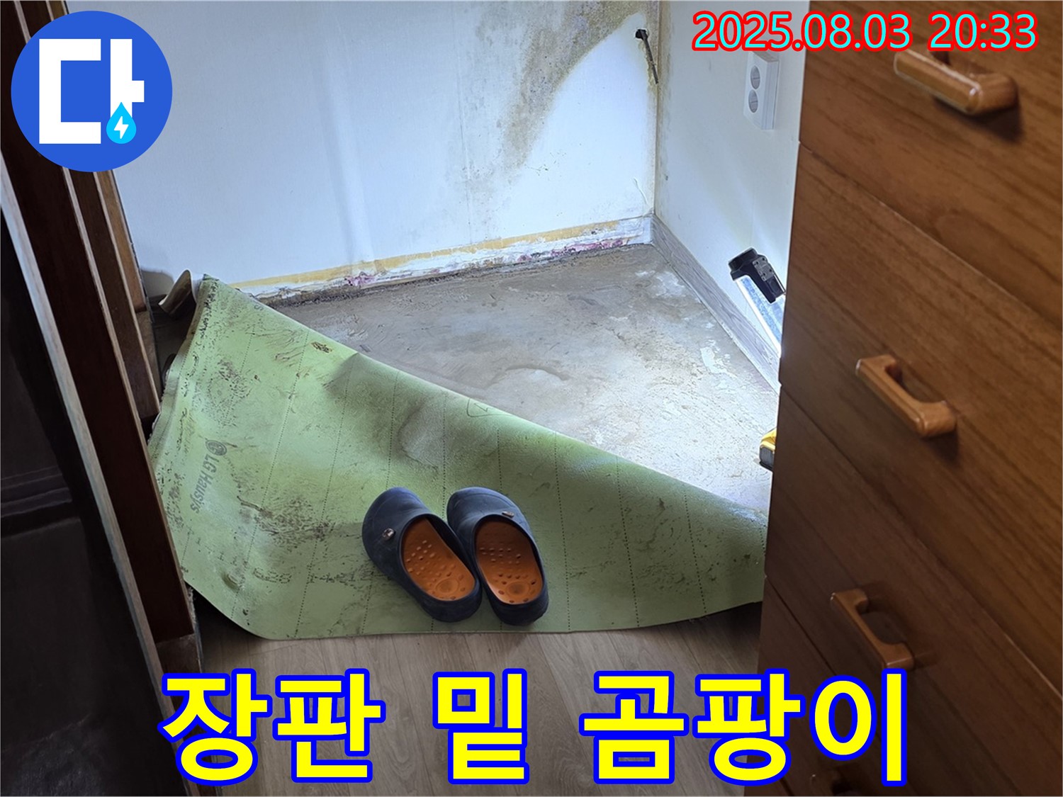 장판 밑 곰팡이 - 습기와 곰팡이의 콜라보