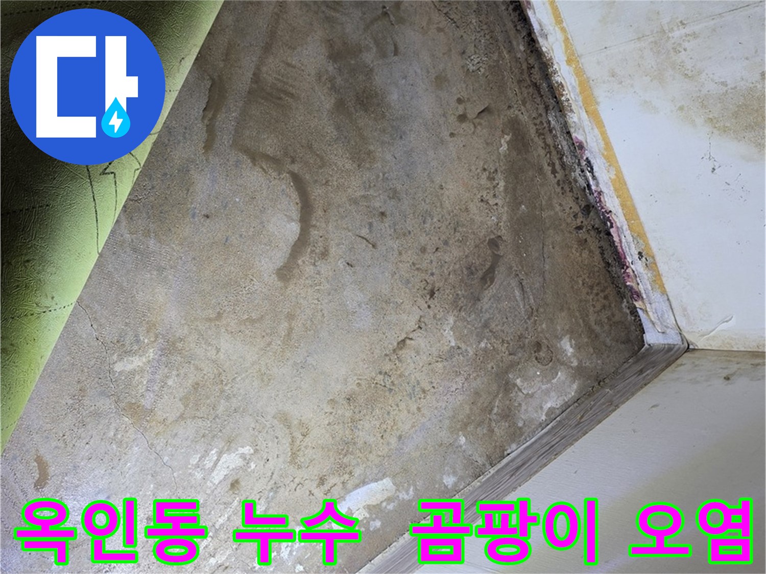 장판 밑 곰팡이 - 옥인동 심각한 곰팡이 오염
