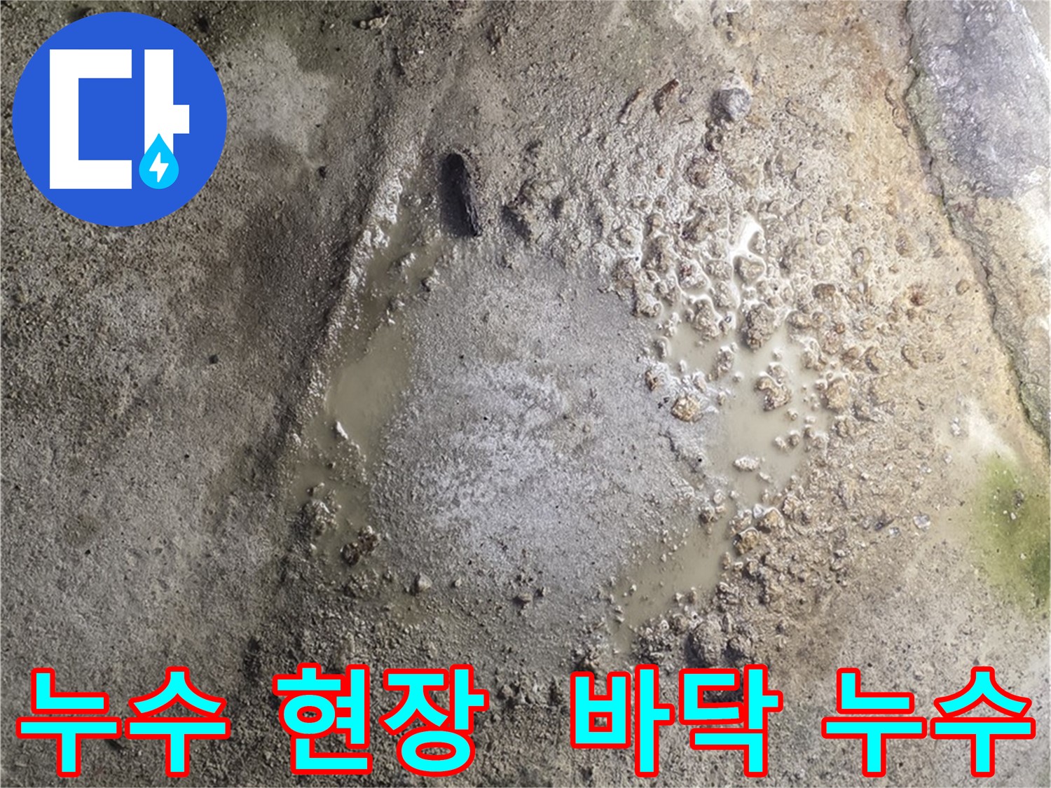 철원군 서면 와수리 누수 현장 - 바닥에 고인 물과 젖은 흔적을 통해 누수 위치를 파악하고 있습니다.