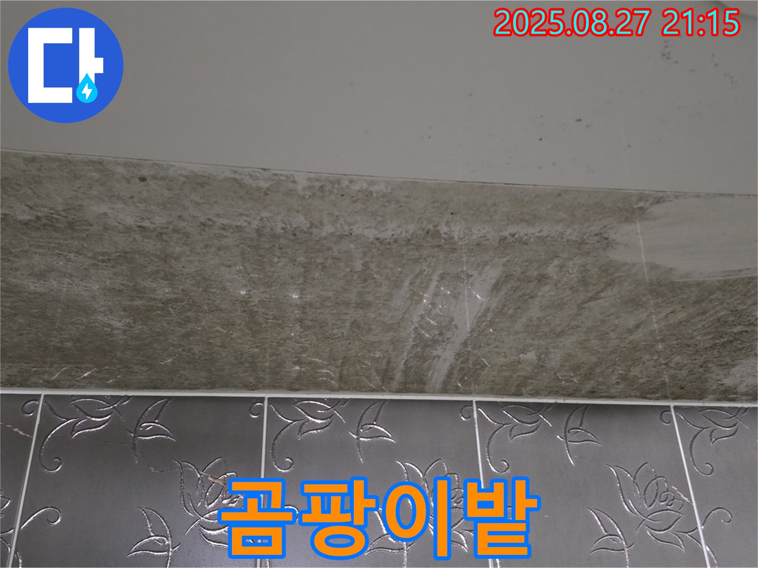 산운로 곰팡이 - 완전 곰팡이밭!
