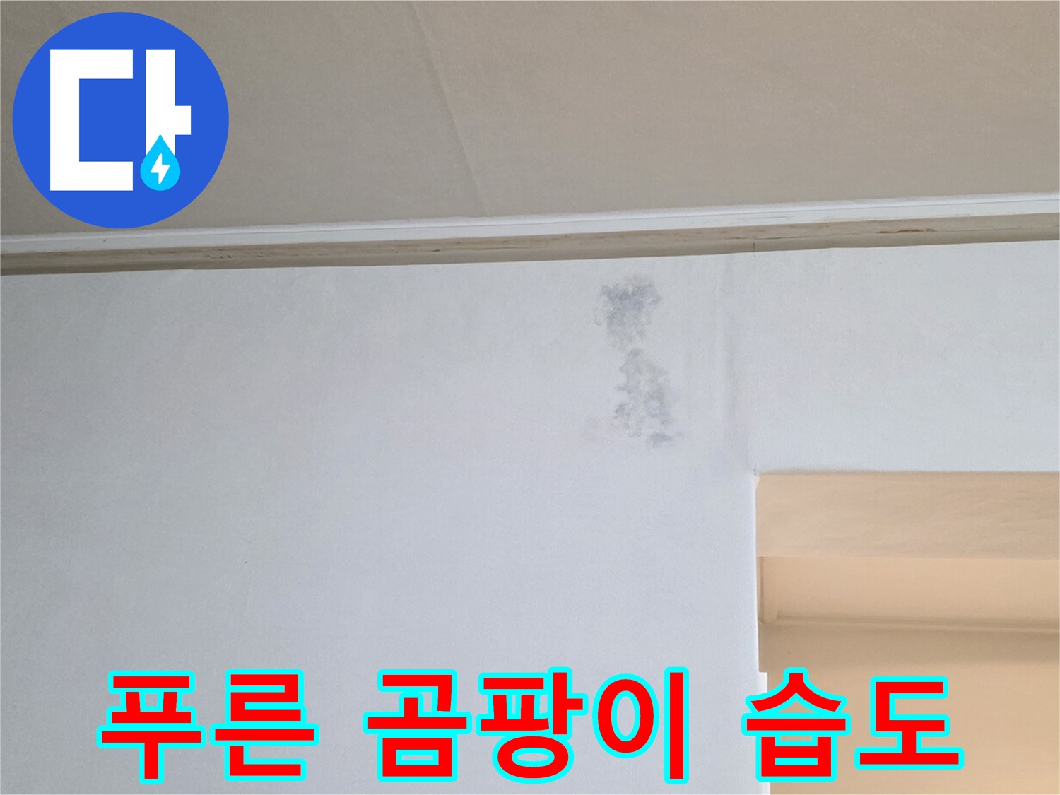 벽 푸른 곰팡이 습도 측정 - 곰팡이 & 누수 정밀 진단