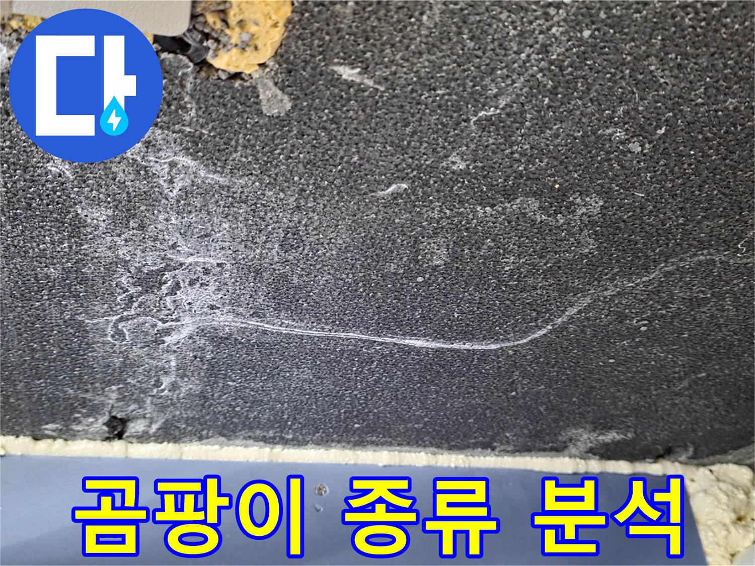 파주시 동패동 운정어반프라임 천장 누수 - 곰팡이 종류 분석 중