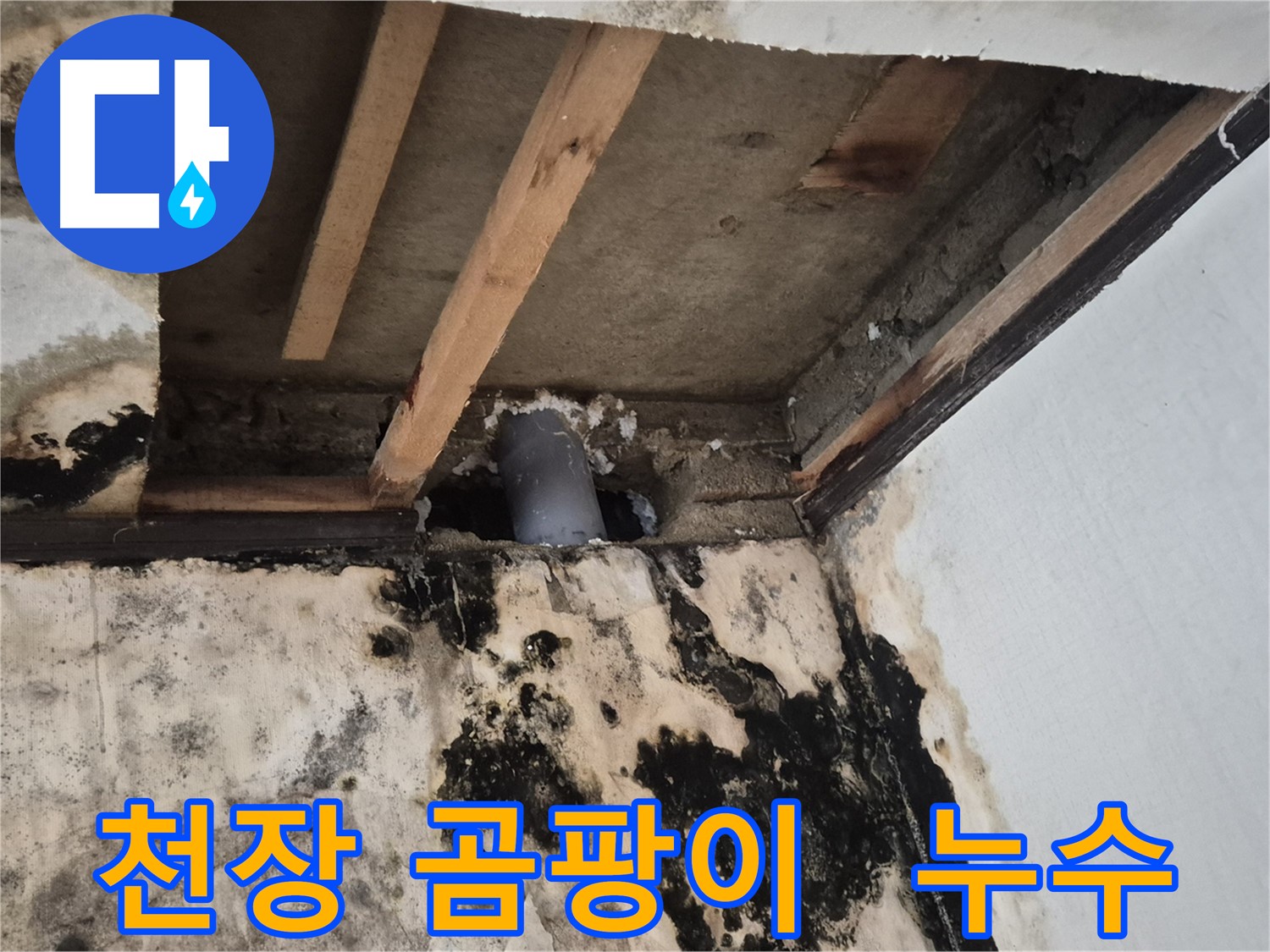곰팡이 핀 천장 - 누수 원인 진단 및 곰팡이 제거 작업