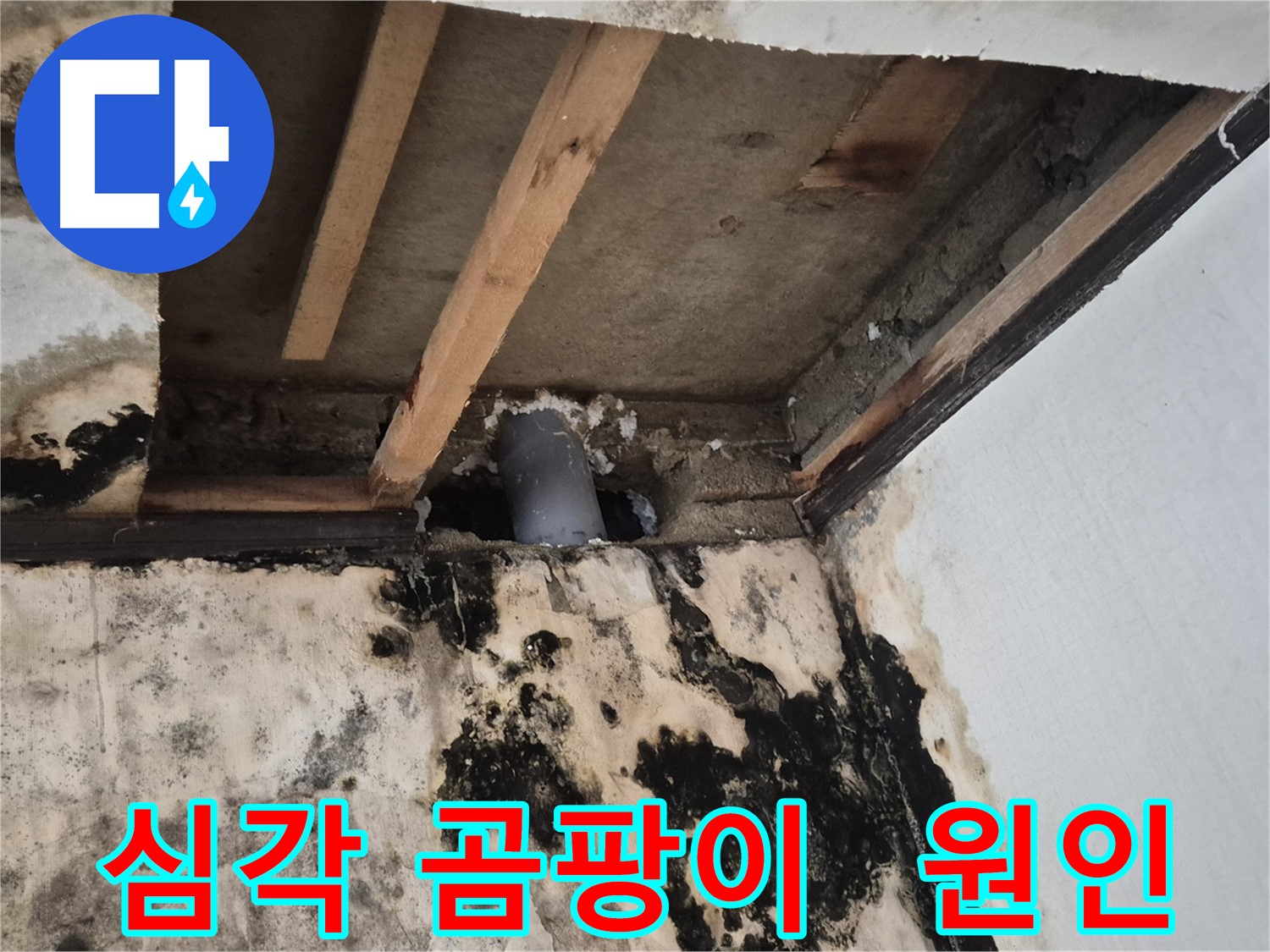 심각한 곰팡이 발생 - 누수 원인 파악 및 해결