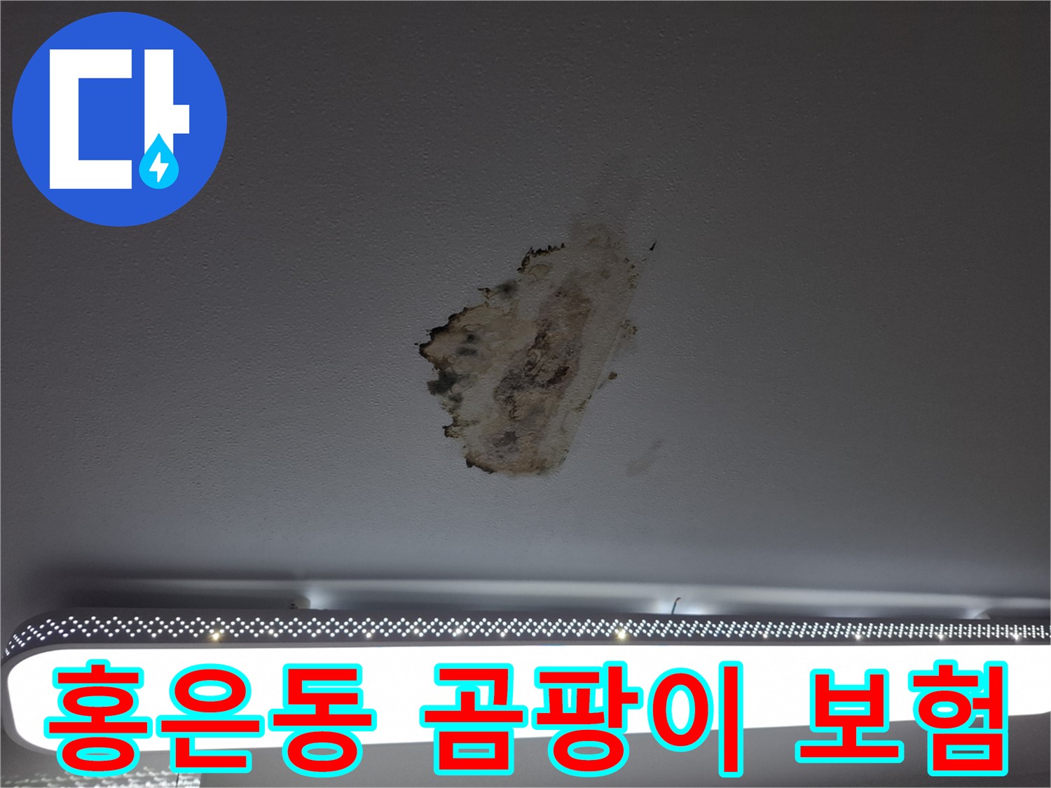 곰팡이 얼룩진 삶 - 누수 보험으로 위로받으세요