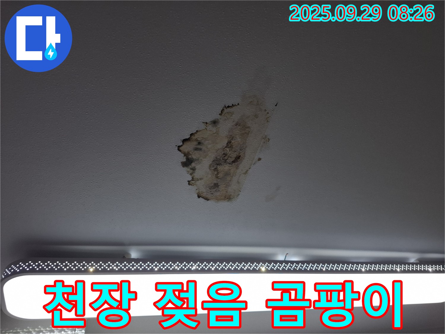 천장 마감재 젖음 - 곰팡이 흔적 - 장기간 누수 의심