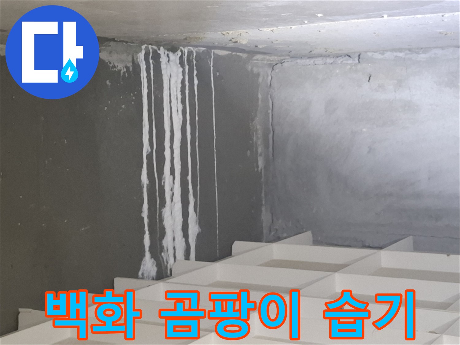 분당 삼평동 아파트 누수 - 백화 현상, 곰팡이, 습기가 함께 나타나는 복합적인 누수 문제 진단