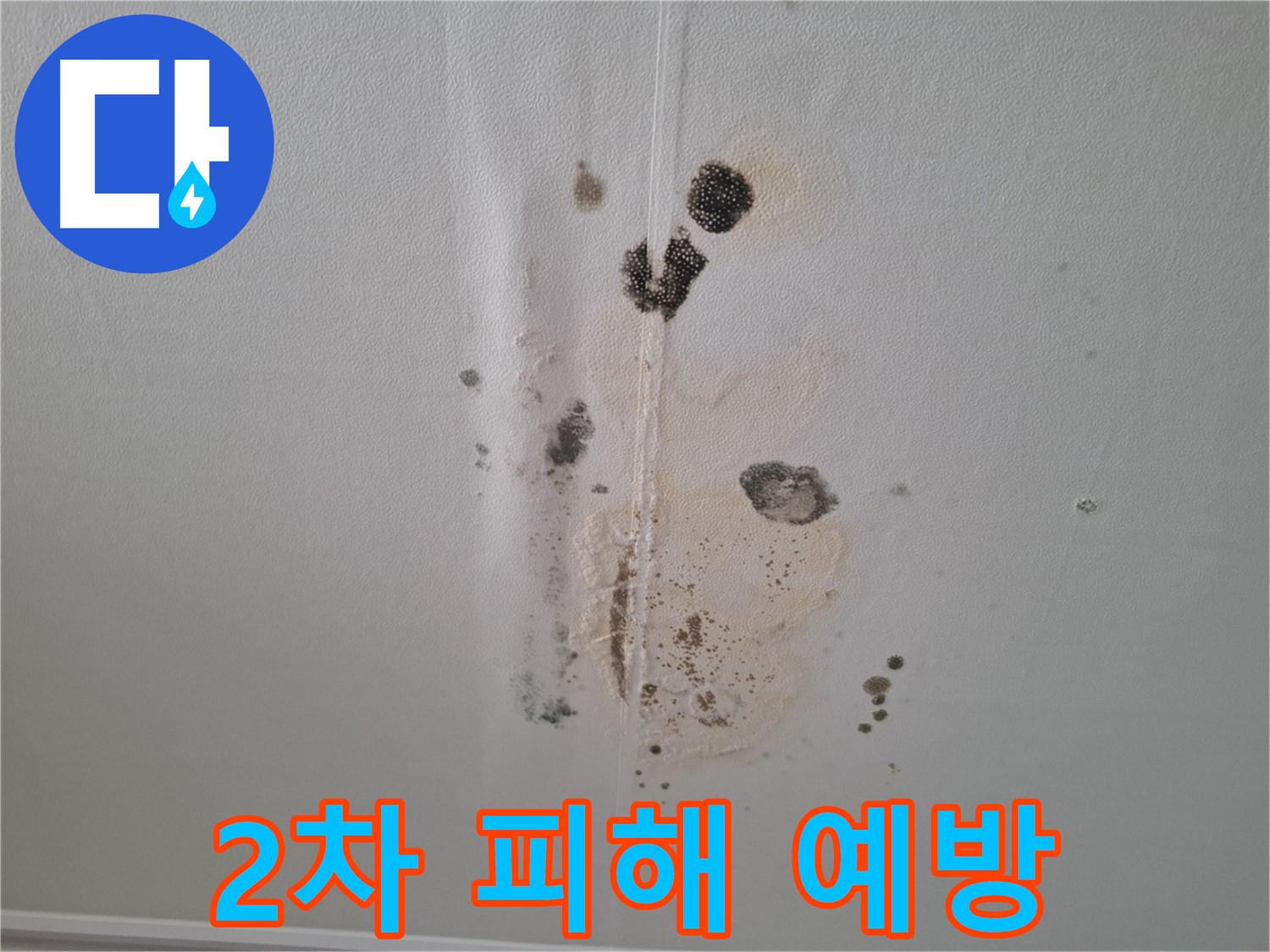 판교 아파트 누수 - 2차 피해 예방을 위한 곰팡이 제거 및 완벽 공사