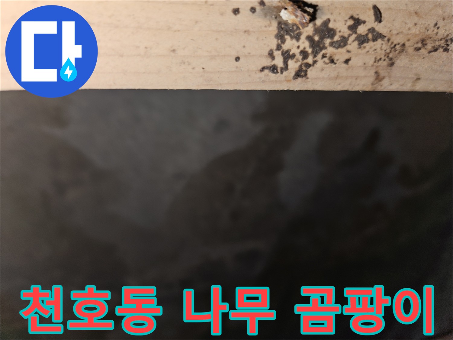 강동구 천호동 누수 - 나무 끝 곰팡이 - 누수 곰팡이