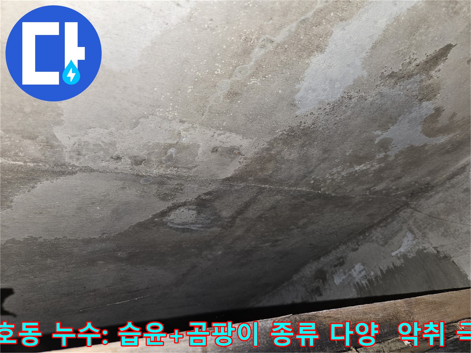 강동구 천호동 콘크리트 누수 - 습윤, 곰팡이 종류 다양/악취 극심은 누수 심각성