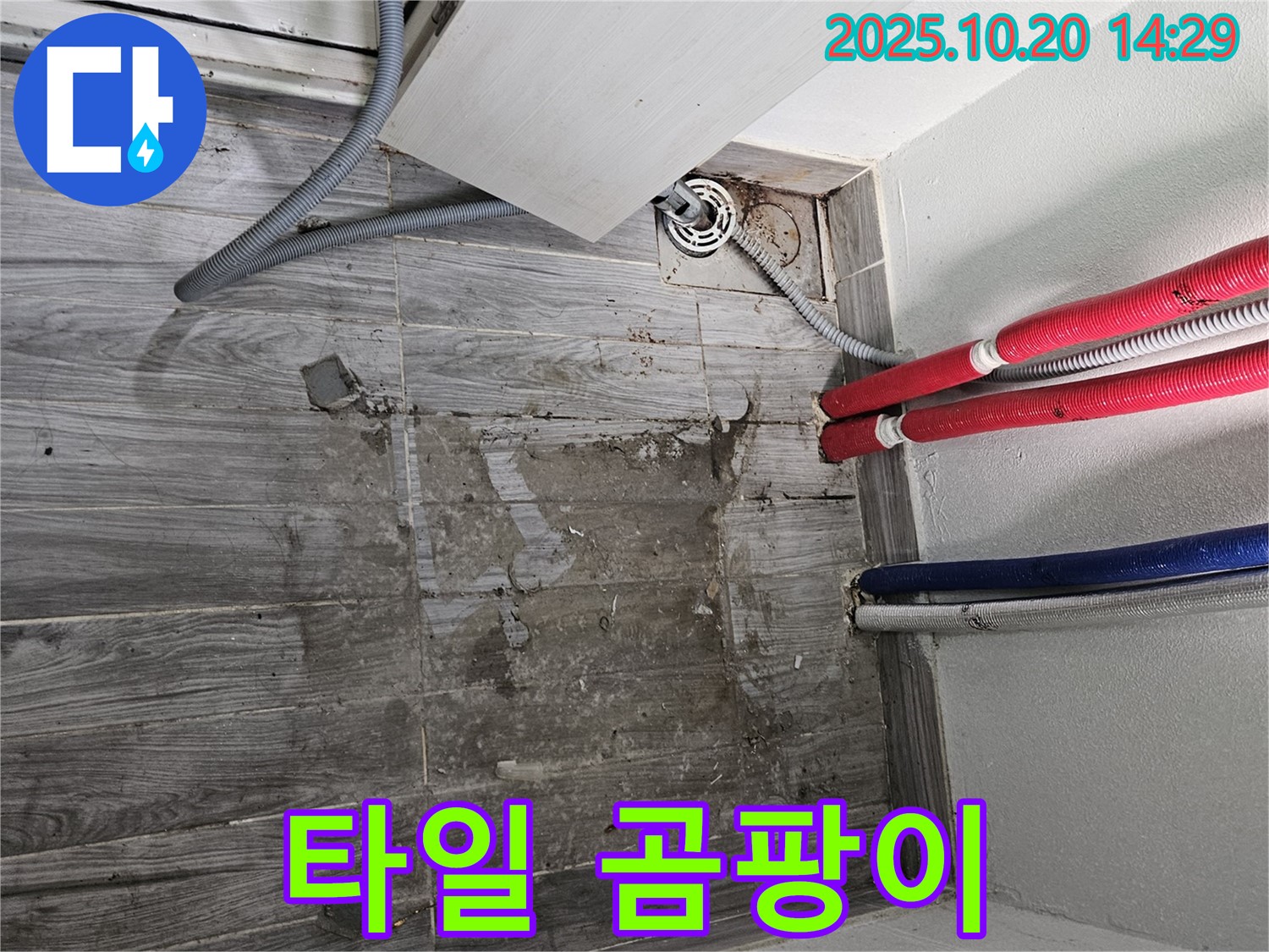 세탁실 타일 틈새 곰팡이 - 습한 환경으로 인한 곰팡이 발생을 보여줍니다.
