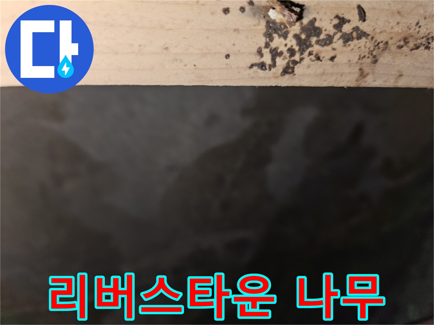 천호동 리버스타운 누수 - 나무 상태 점검 - 첨단 장비
