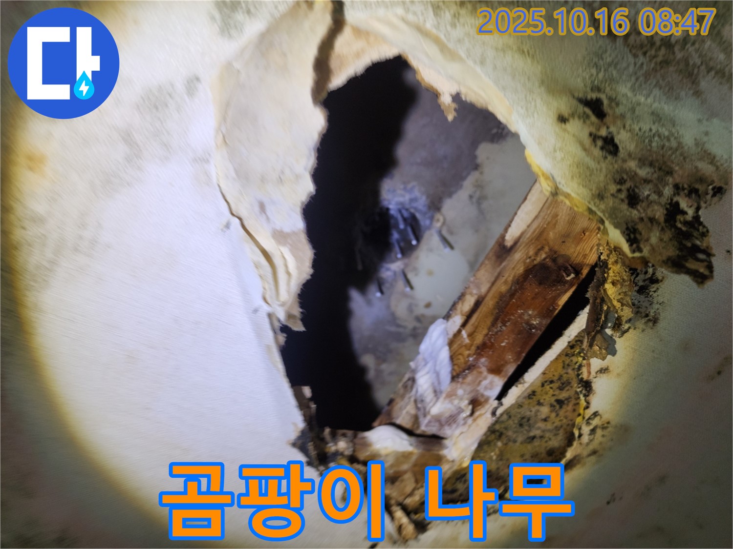 양주 남면 경신리 누수 - 천장 속 곰팡이와 부식된 나무 - 건물 안전에 비상, 긴급 점검 및 완벽 해결을 약속드립니다.