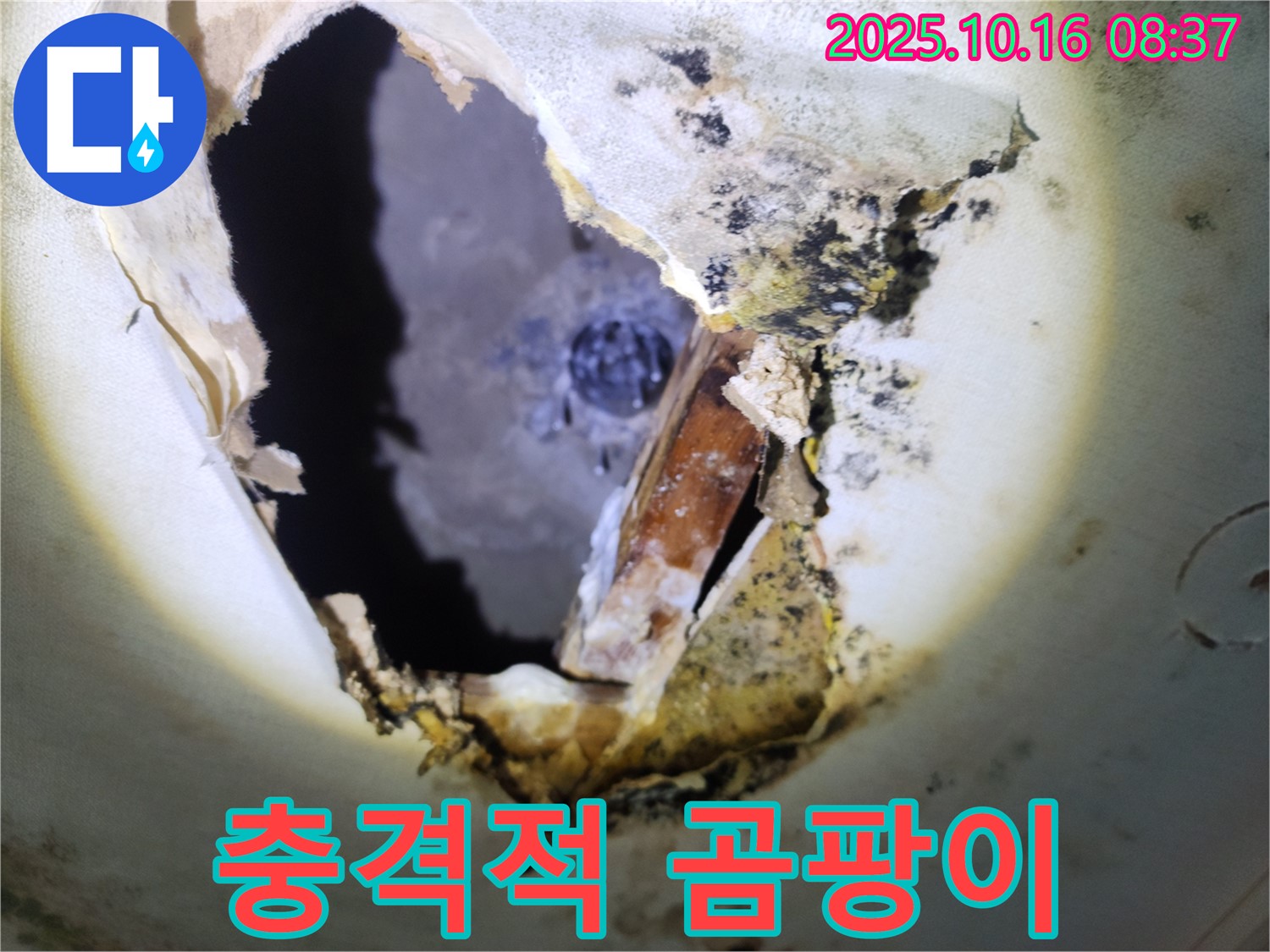 양주시 남면 경신리 주택 천장 속 - 충격적인 곰팡이 - 누수 문제의 심각성을 보여줍니다.