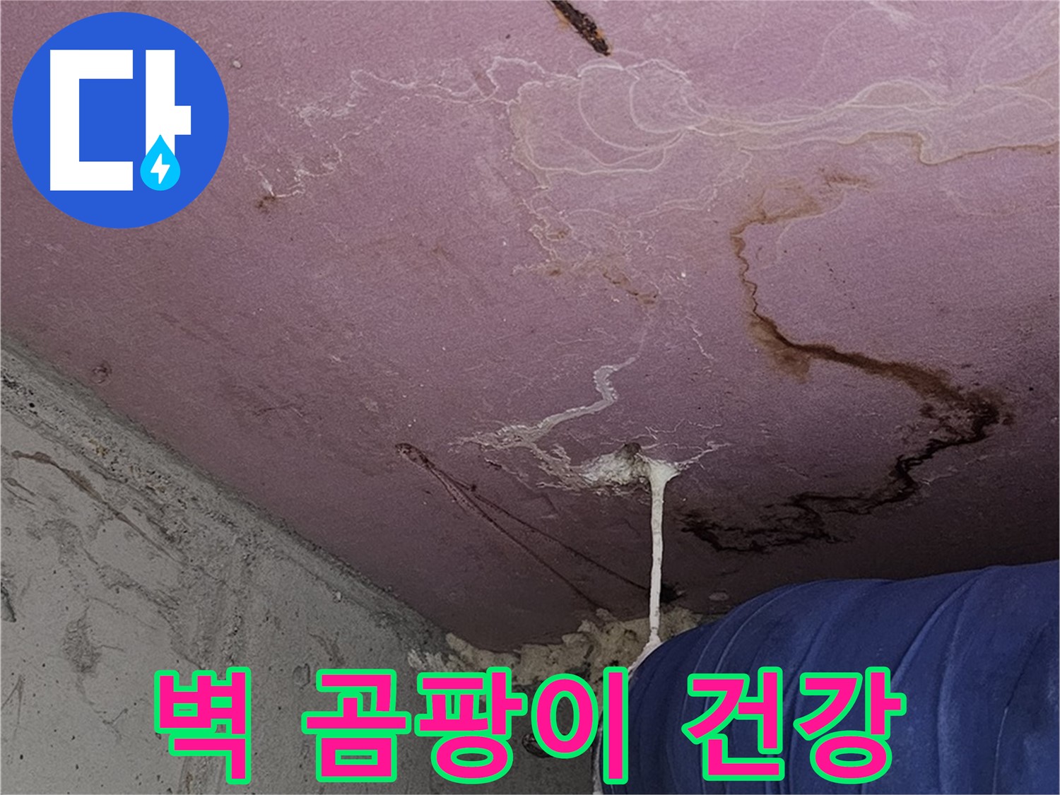 신월동 양천구 누수 - 벽 곰팡이 냄새 - 알레르기-천식 유발