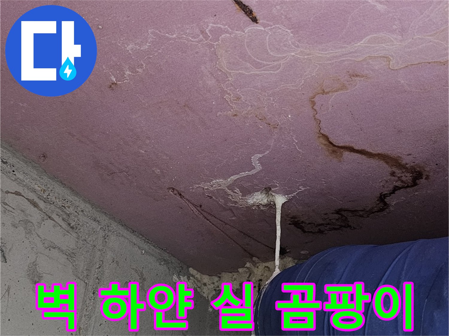 양천구 신월동 누수 - 벽 하얀 실 - 곰팡이 의심