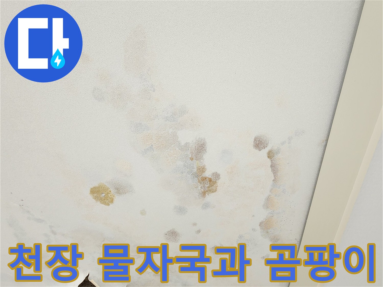 아파트 천장 벽지의 누수 흔적과 곰팡이 발생 상태