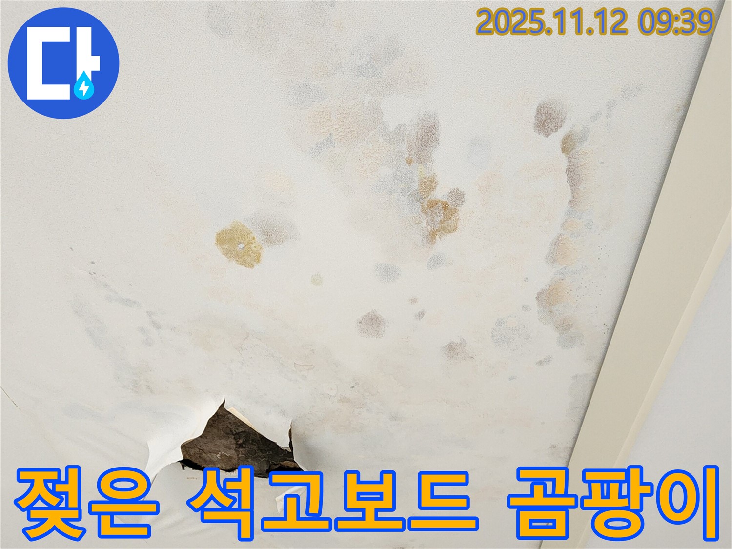 젖은 석고보드 - 곰팡이 서식 - 악취 발생