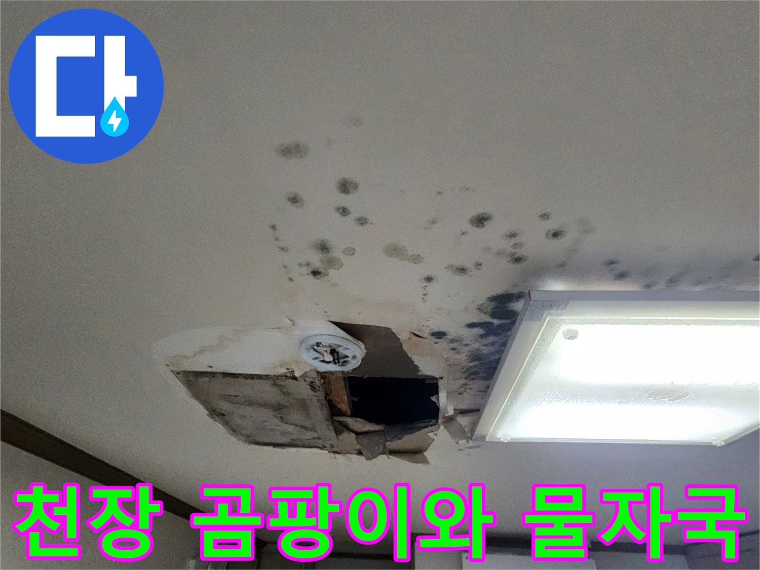 천장 마감재에 발생한 검은 곰팡이와 넓은 물 얼룩 상태