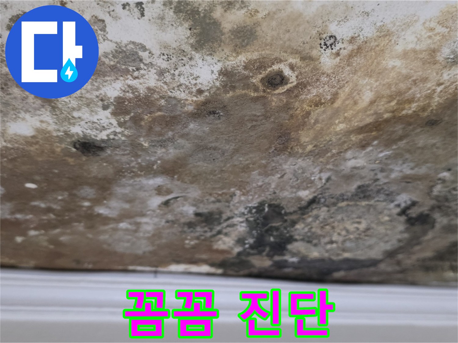곰팡이 얼룩진 천장 - 꼼꼼하게 진단 중