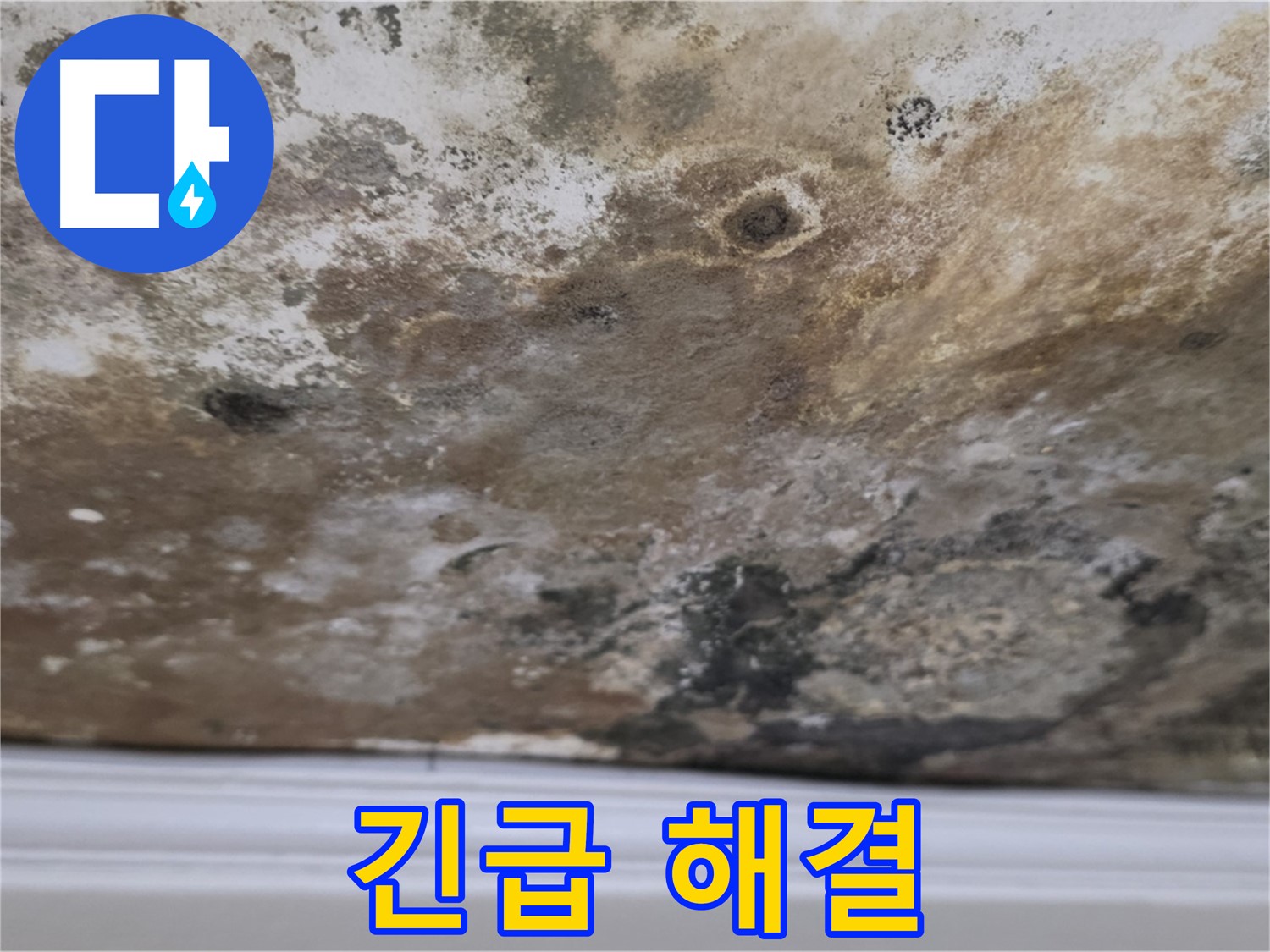 곰팡이 핀 천장 긴급 해결 - 곰팡이로 오염된 천장을 신속하게 해결하는 모습입니다.