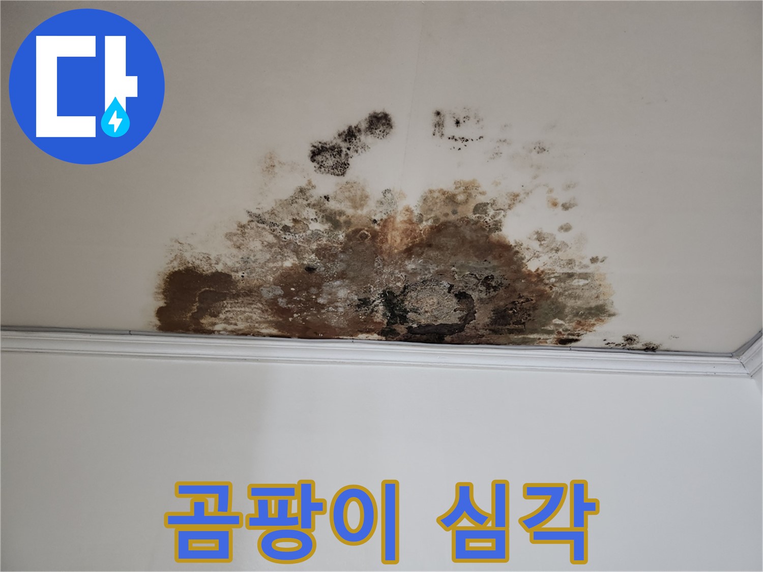 마포 누수 - 천장에 핀 심각한 곰팡이