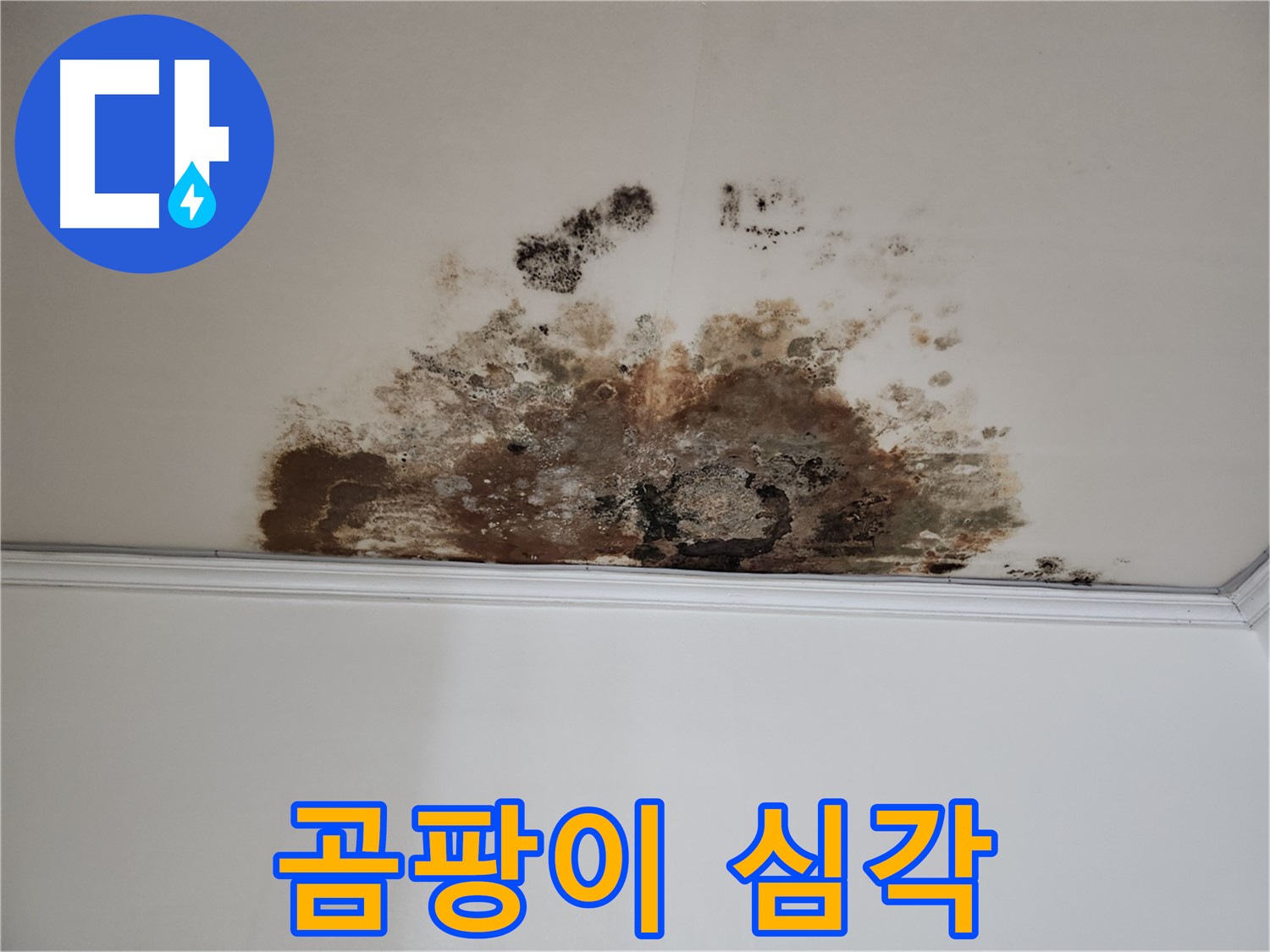 마포 누수 - 천장에 핀 심각한 곰팡이