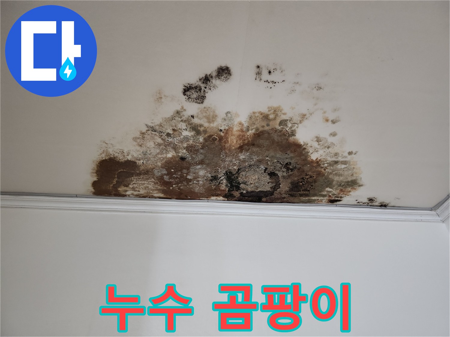 마포구 용강동 누수 - 곰팡이 핀 천장