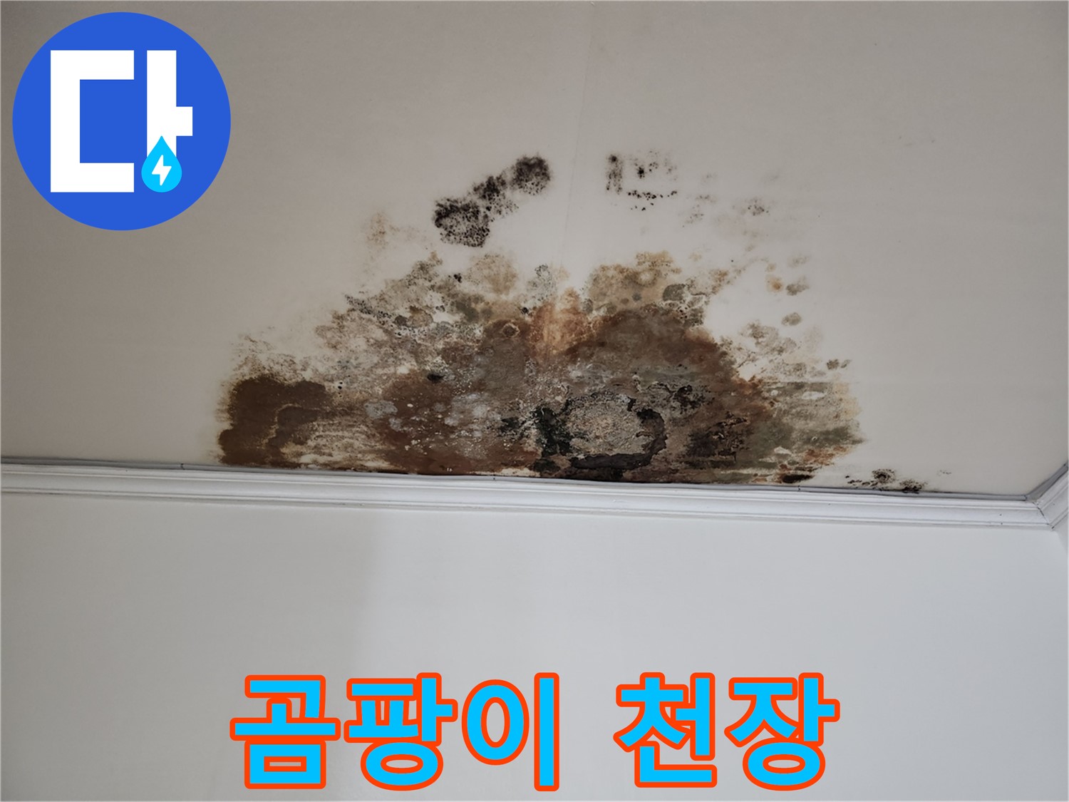 용강동 누수 - 곰팡이 가득한 천장