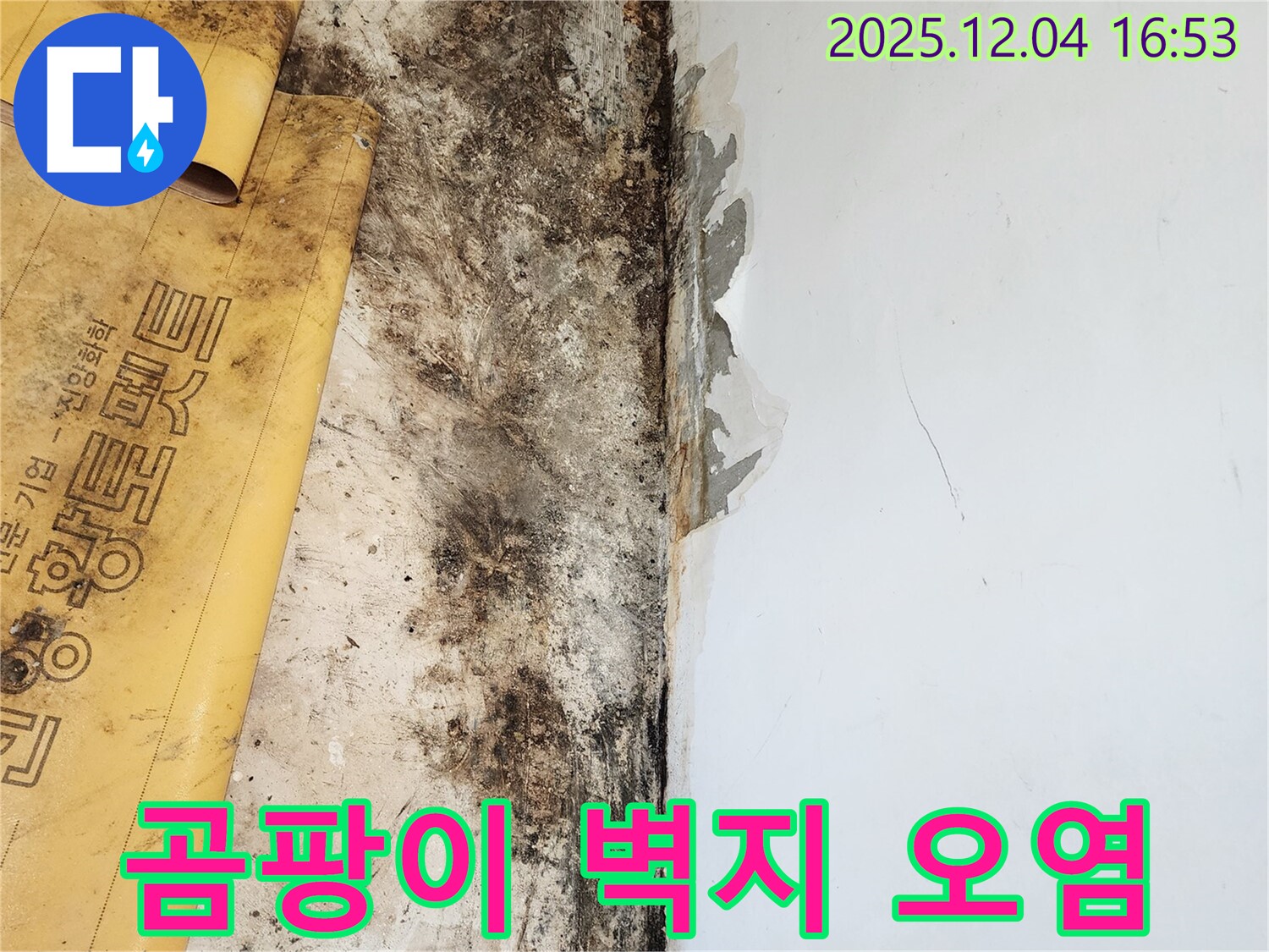 심각한 곰팡이와 벽지 오염 - 누수 해결 후 곰팡이 제거 및 벽지 교체