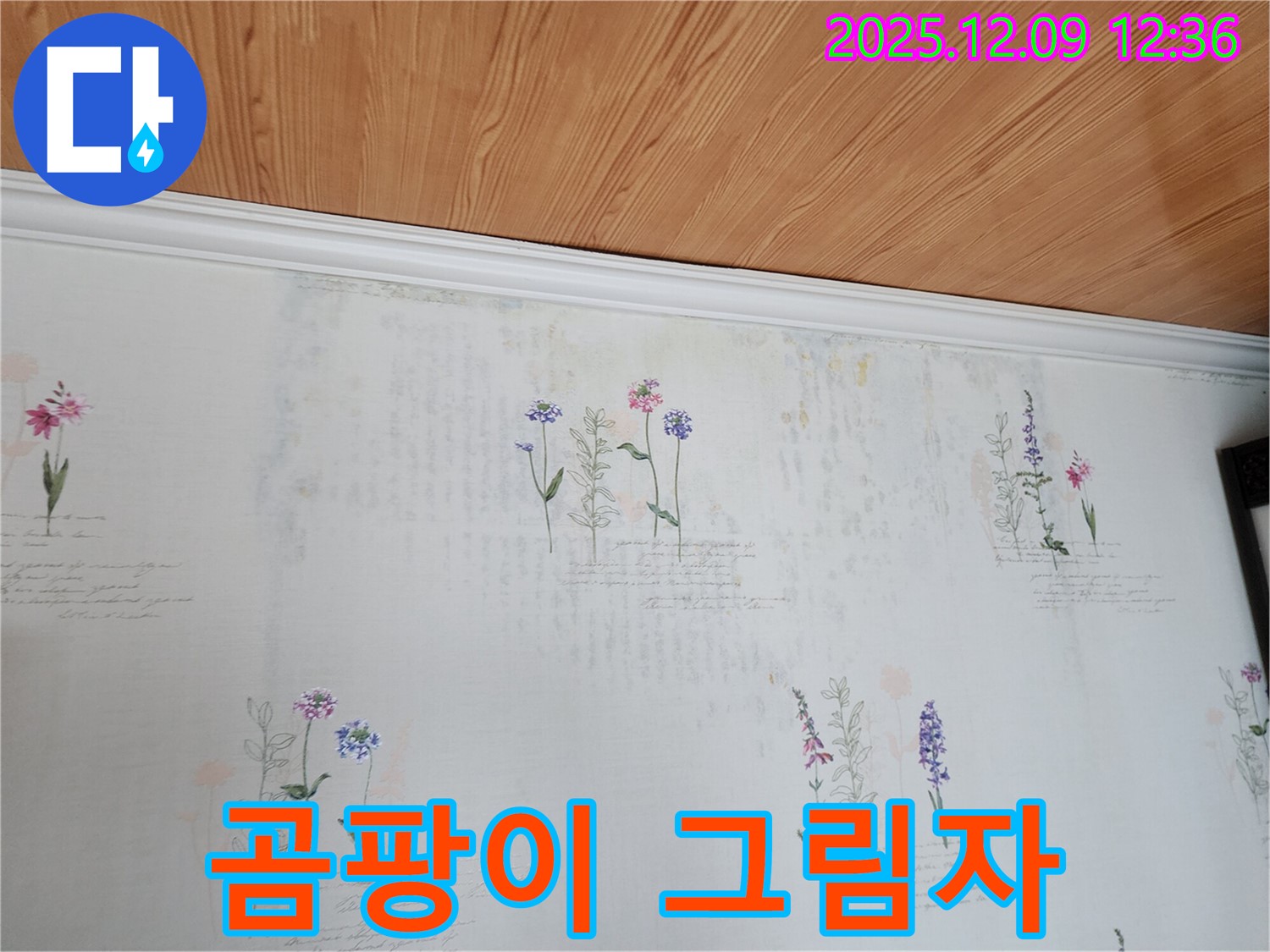 포천시 영중면 성동리 누수 - 벽지 위 곰팡이 그림자가 드리워진 누수 현장, 건강을 위협하는 어둠을 해결합니다.