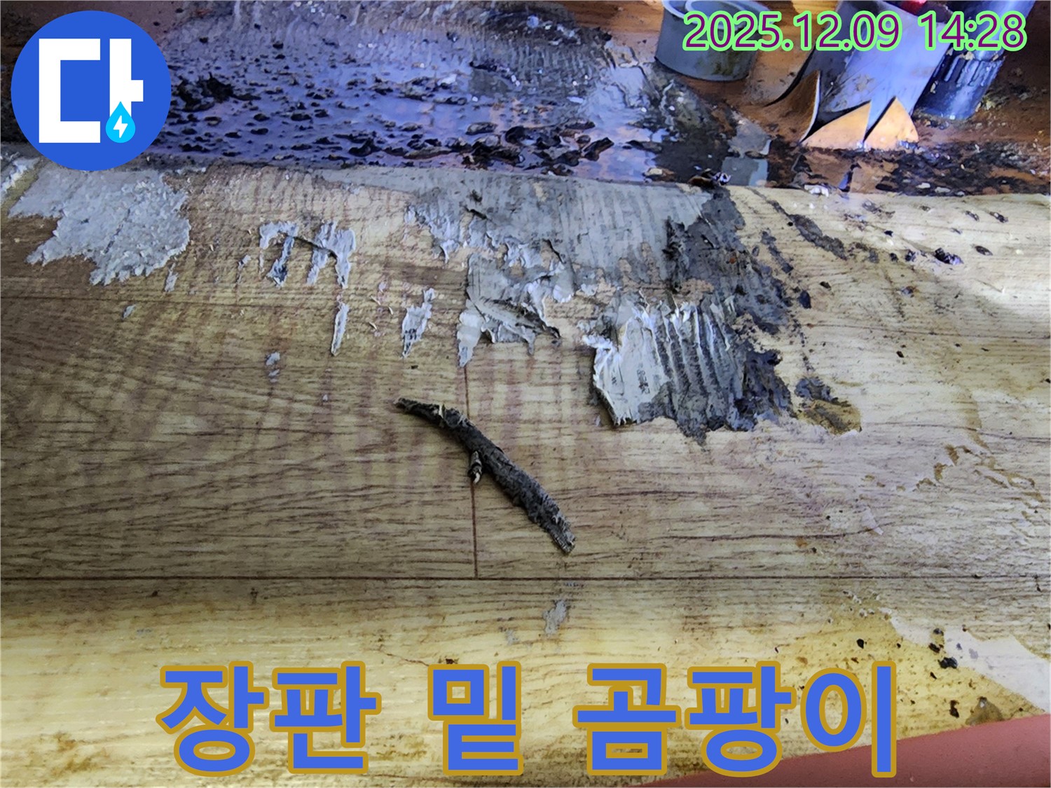 영중면 누수 공사 - 젖은 장판 제거 후 곰팡이 발견