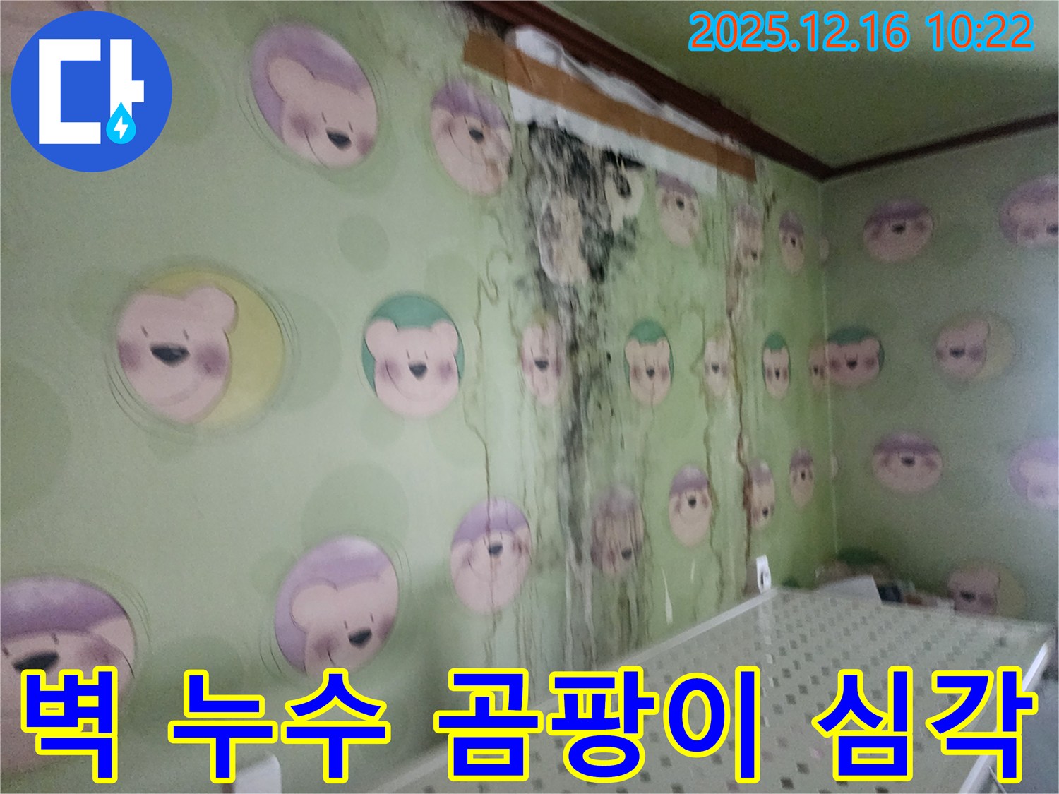 포천시 영북면 운천리 주택 벽면 누수로 인한 심각한 곰팡이 발생 - 누수탐지 및 곰팡이 제거 전문가의 긴급 해결 필요