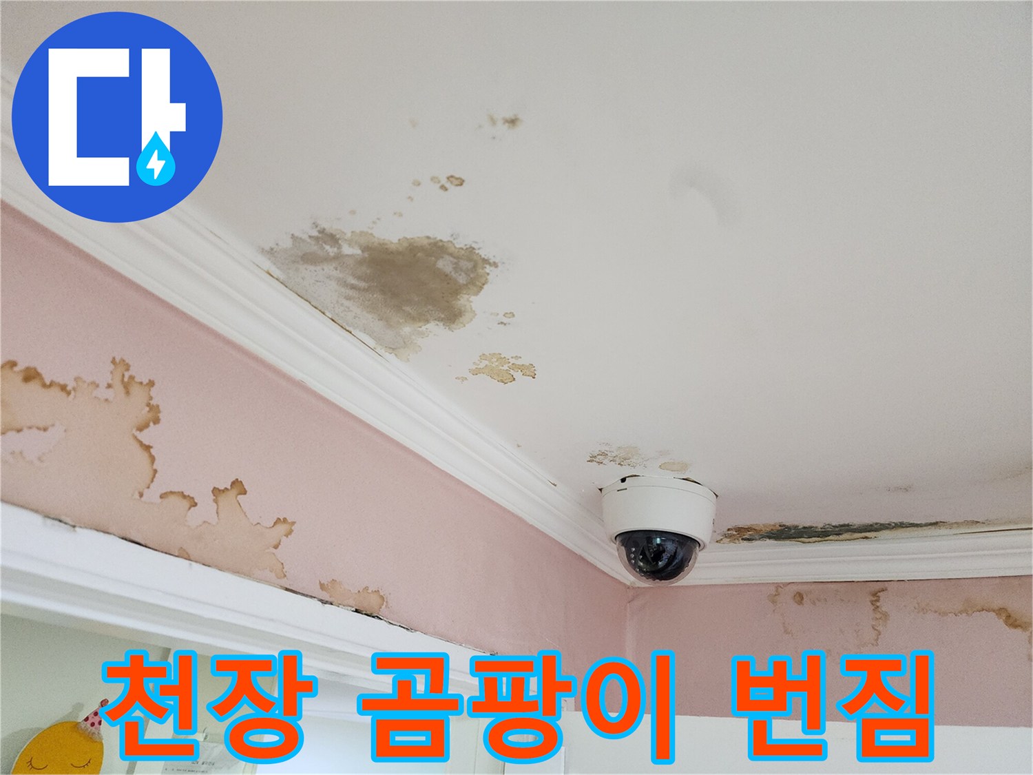 흰색 천장에 나타난 갈색 누수 얼룩과 곰팡이