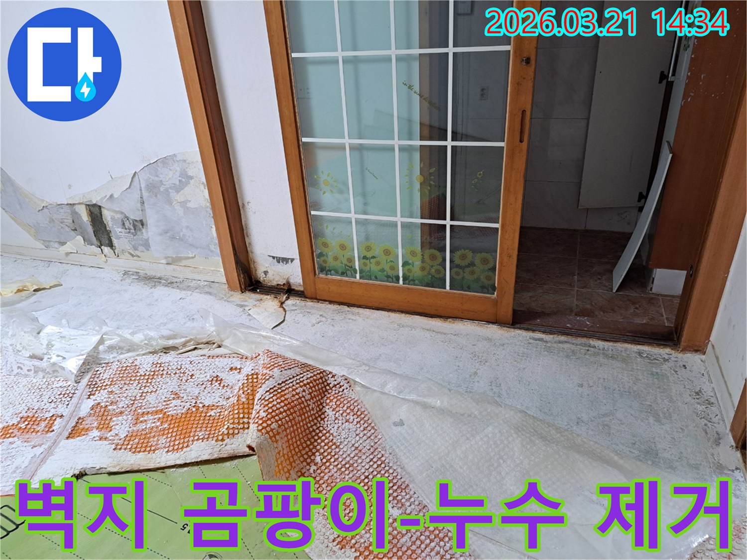 금천구 주택에서 발생한 누수로-벽지에 곰팡이가 심하게 번식하고-벽지가 훼손된 현장과-누수 제거 및 복구 작업을 위한 준비입니다.