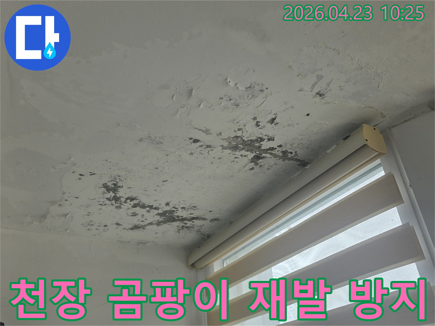 천장 모서리에서 시작된-누수로 인한 심각한 곰팡이와-도배지 손상이 명확히 보이는 현장