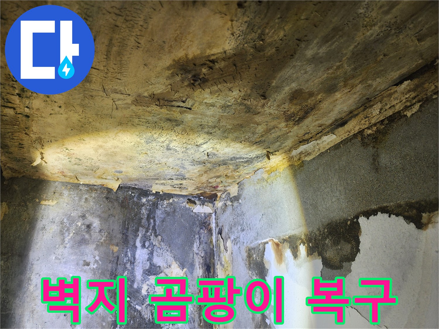 누수로 인해-벽면 전체에 심각하게 번진-곰팡이와 벽지 손상 현장