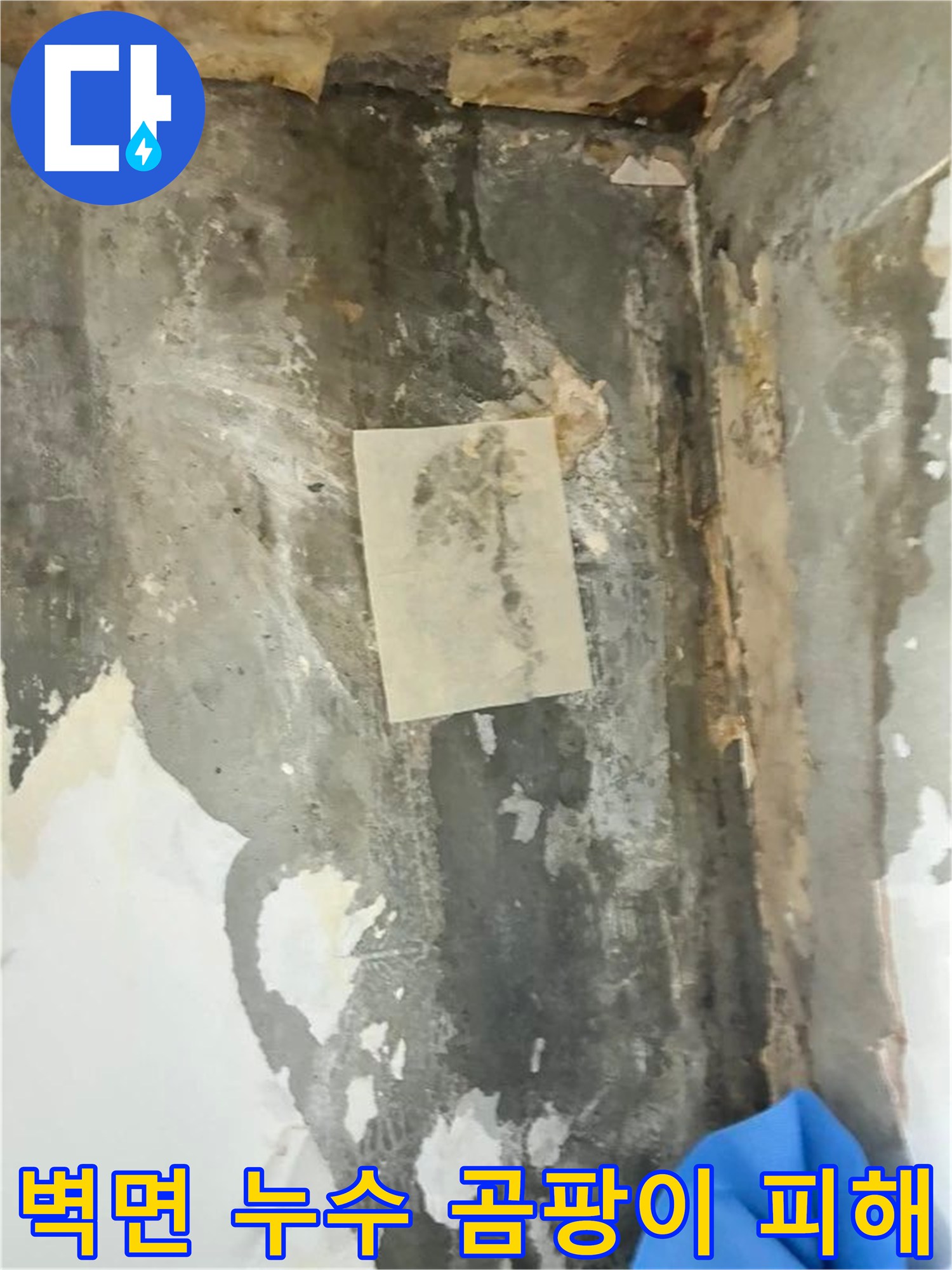 벽면에 나타난 광범위한 곰팡이와 물자국은-누수 문제의 심각성을 시각적으로 보여줍니다