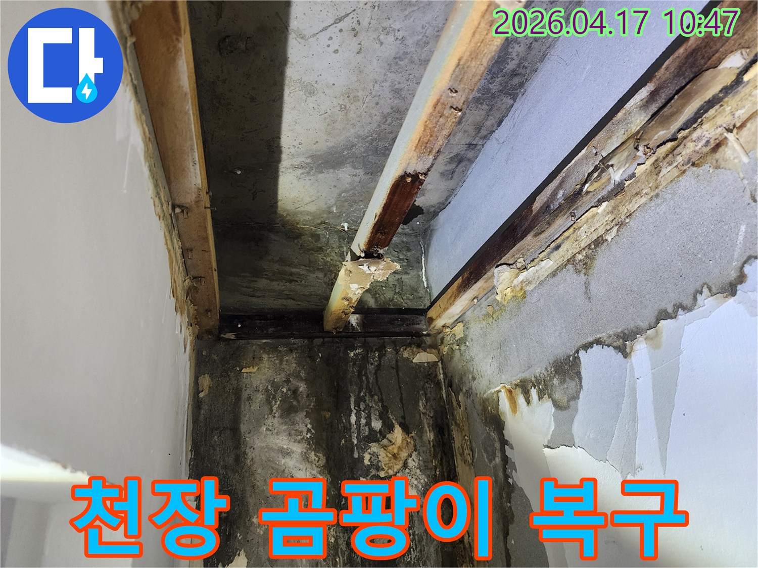 이 사진은-서울 서초구 잠원동 주택에서 발생한-천장 누수로 인한-광범위한 곰팡이와-벽면 손상 현장을 보여줍니다