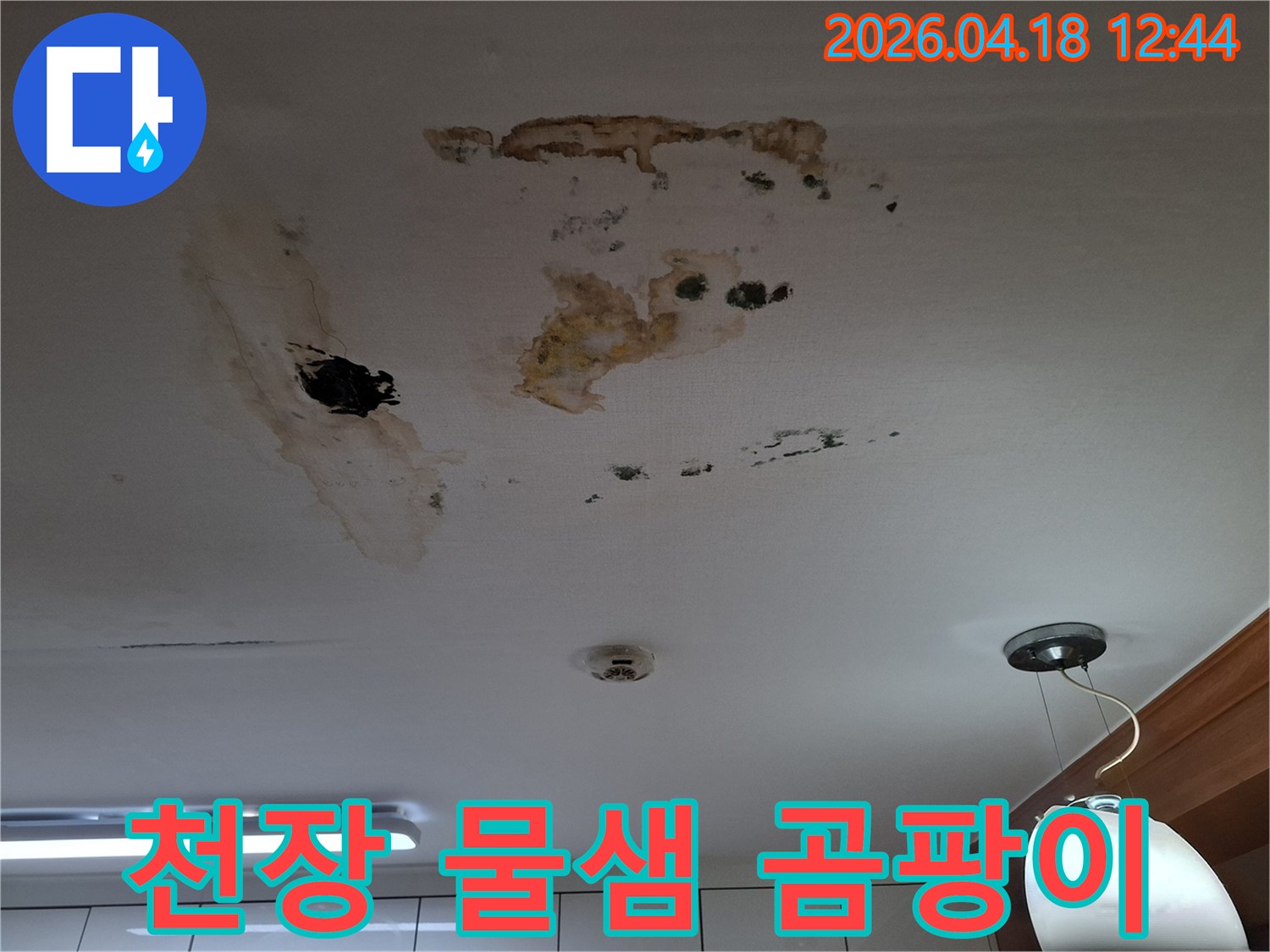 천장에 생긴 물샘 자국과-광범위하게 번식한 곰팡이를 보여주는 현장 사진입니다-신속한 조치가 필요합니다.