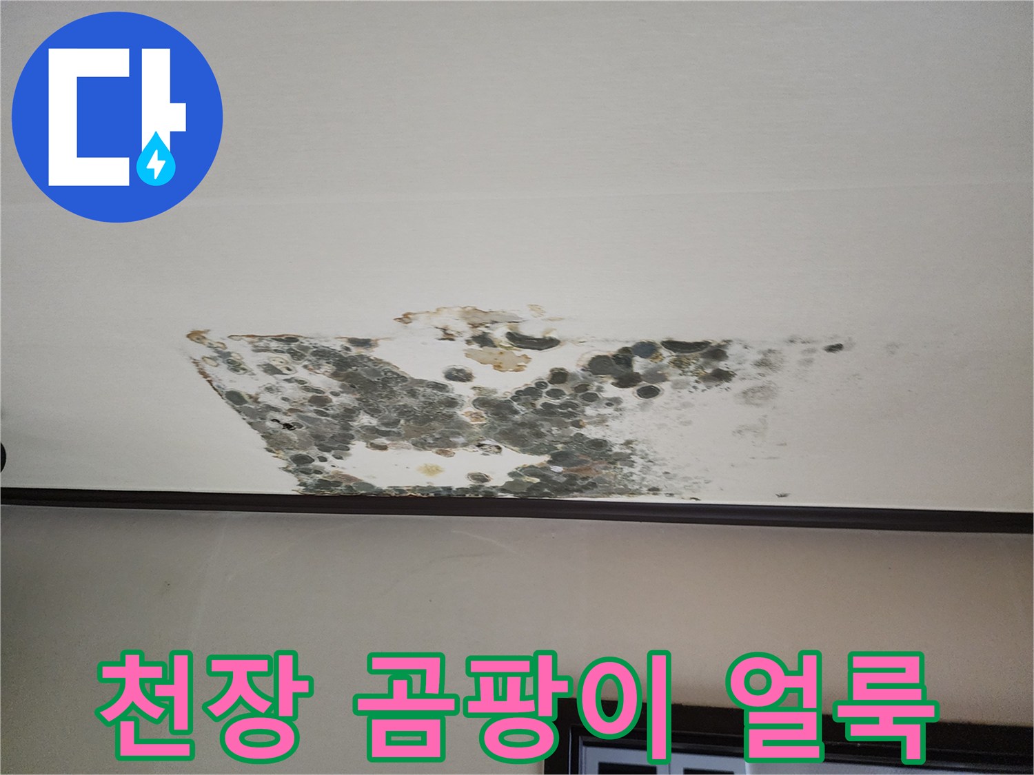 아래층 천장에 발생한 광범위한 곰팡이와 물자국 현황