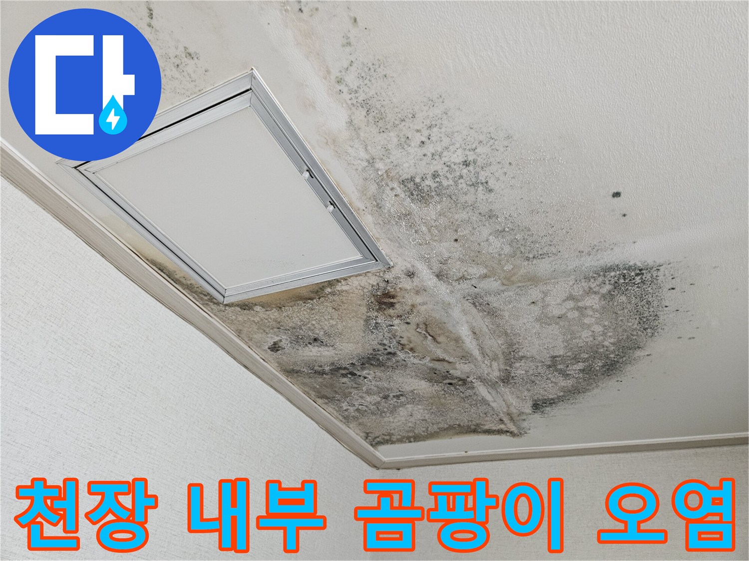 주방 천장 점검구 주변의 심한 곰팡이와 얼룩