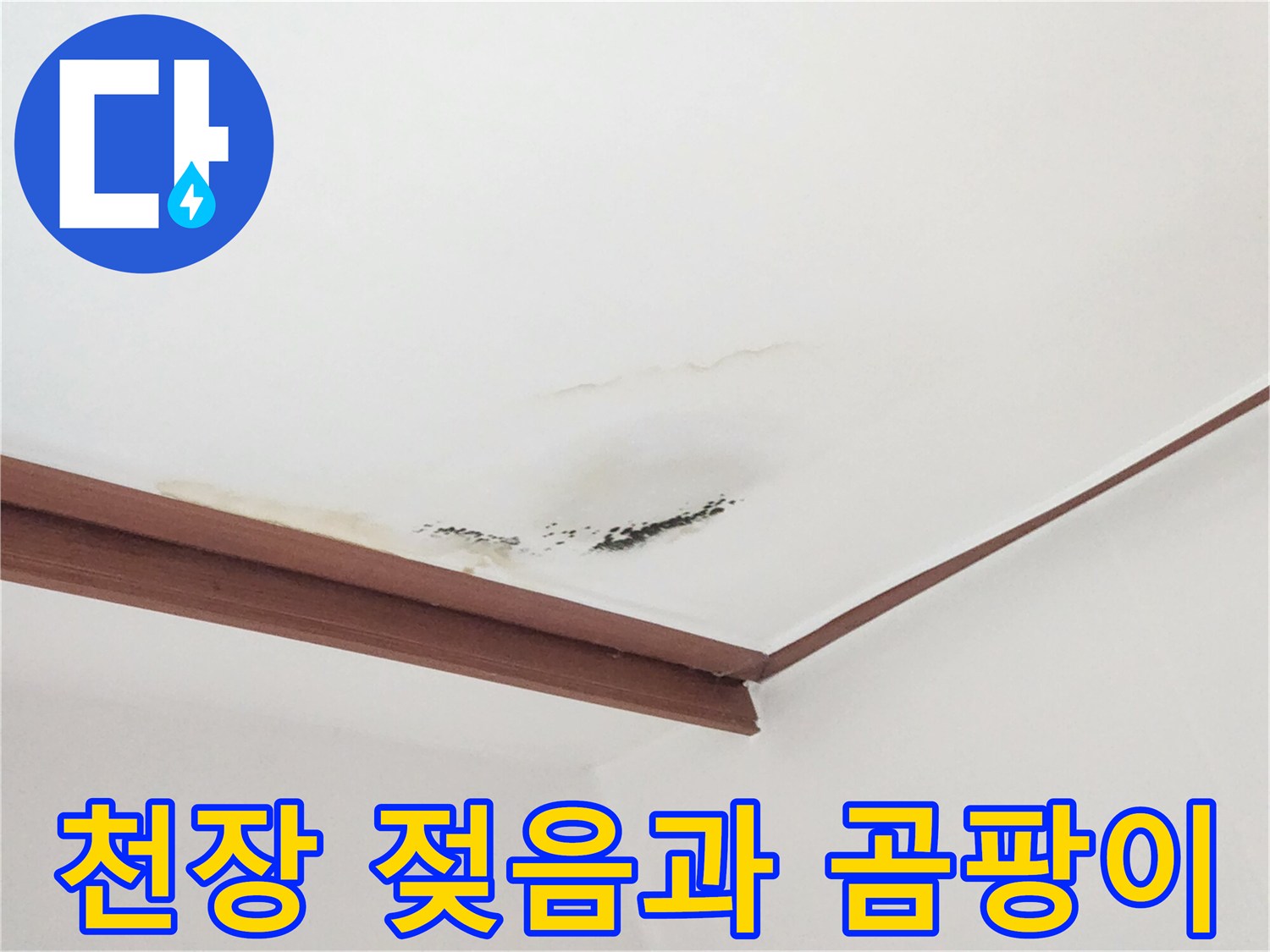 천장 마감재의 누수 변색 부위와 곰팡이 번짐 상태를 근접 촬영