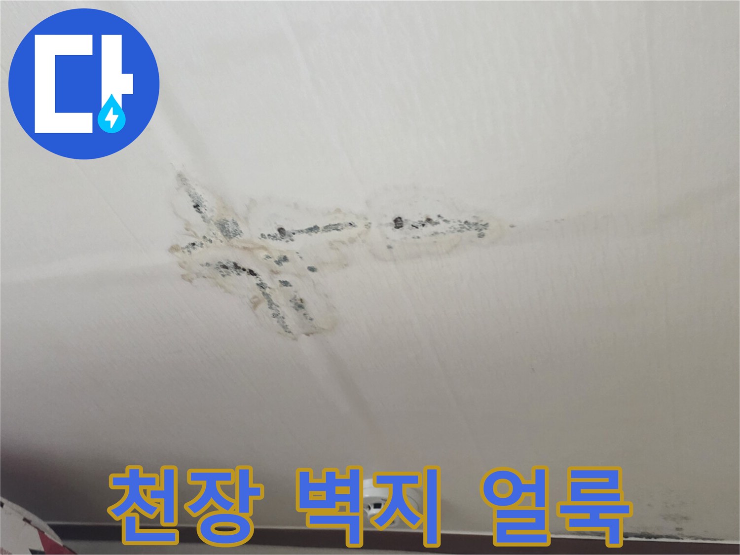 분당 구미동 원룸 천장의 물샘 흔적과 곰팡이 발생 부위