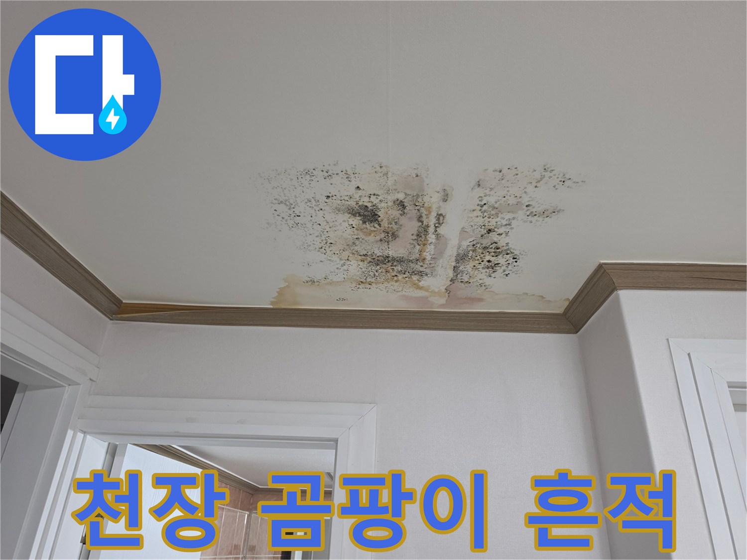 아파트 천장에 발생한 누수와 곰팡이 오염