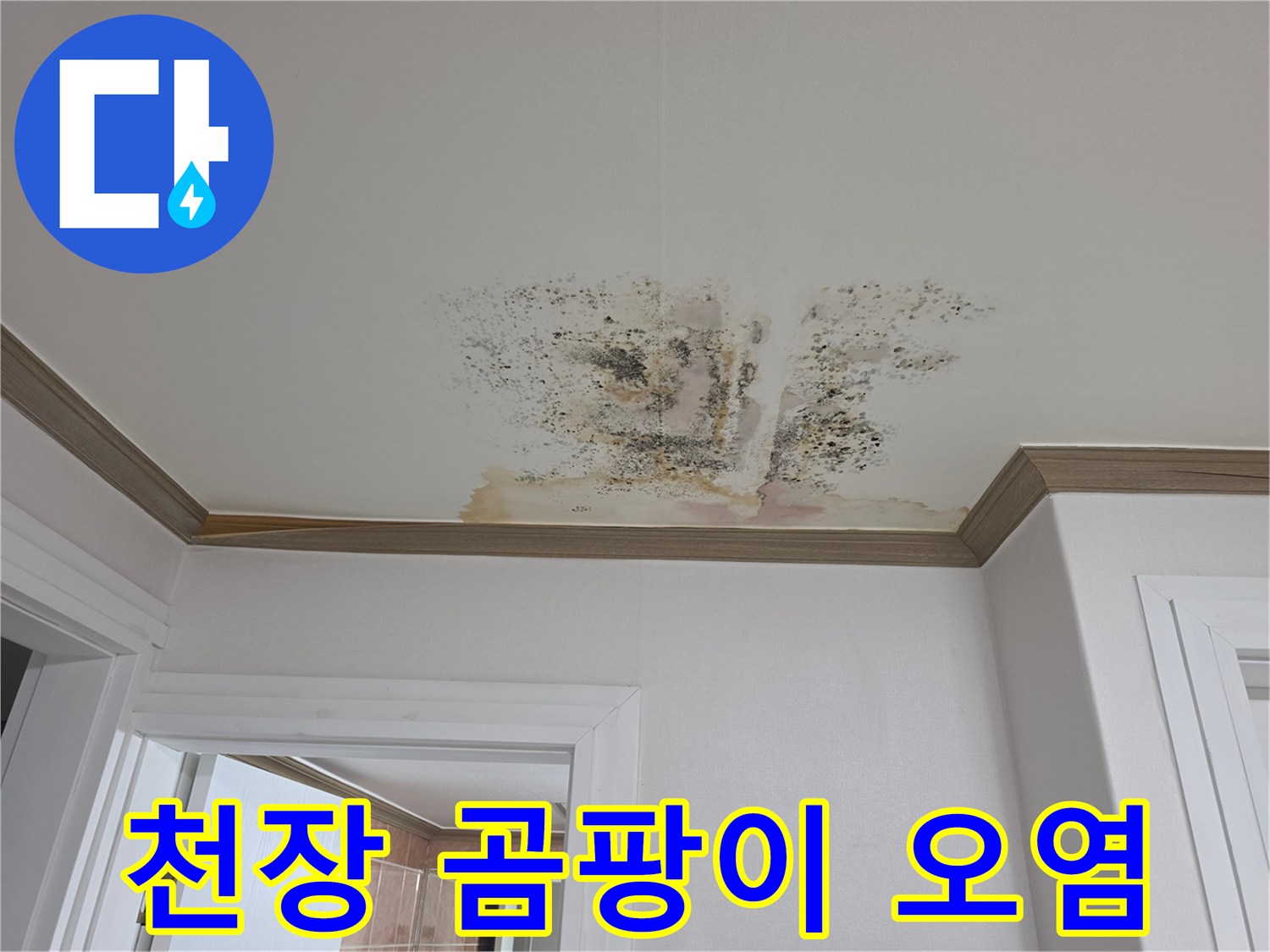 천장 도배 면에 나타난 심각한 수분 침투 흔적과 곰팡이