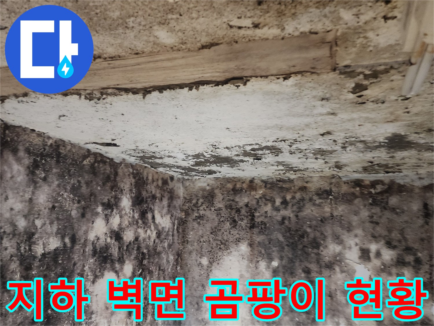 검은 곰팡이로 오염된 지하실의 벽면과 바닥 면적