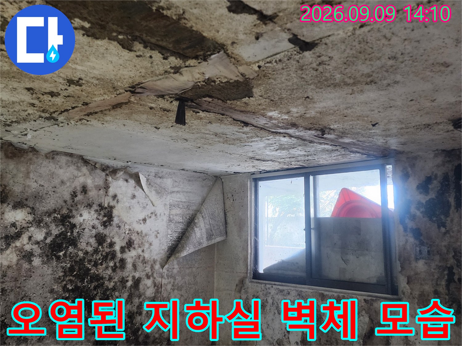 곰팡이와 습기로 인해 오염된 서초구 염곡동 지하실의 벽면입니다.